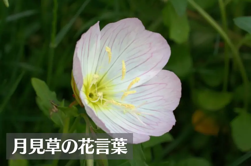 月見草(ツキミソウ)の花言葉は怖い？意味や由来、種類、英語名の花言葉もご紹介！