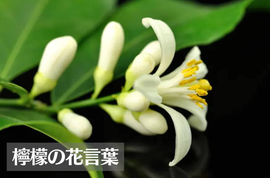 レモンの花言葉は怖い？意味や由来、種類、英語名の花言葉もご紹介！