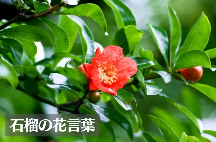 ザクロ(石榴)の花言葉は怖い？意味や由来、種類、英語名の花言葉もご紹介！