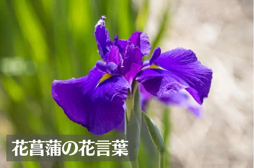 花菖蒲(ハナショウブ)の花言葉は怖い？意味や由来、色別(白)、英語名の花言葉もご紹介！