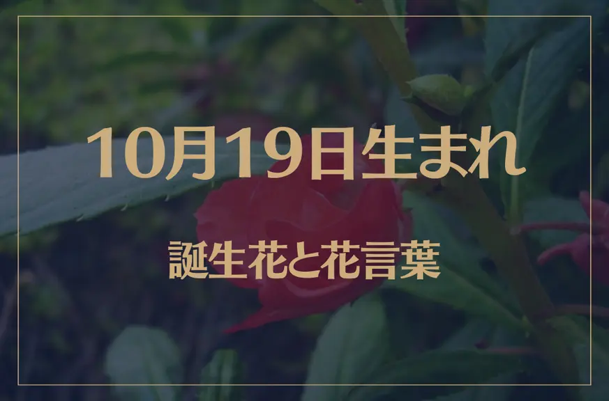 10月19日の誕生花と花言葉がコレ！性格や恋愛・仕事などの誕生日占いもご紹介！