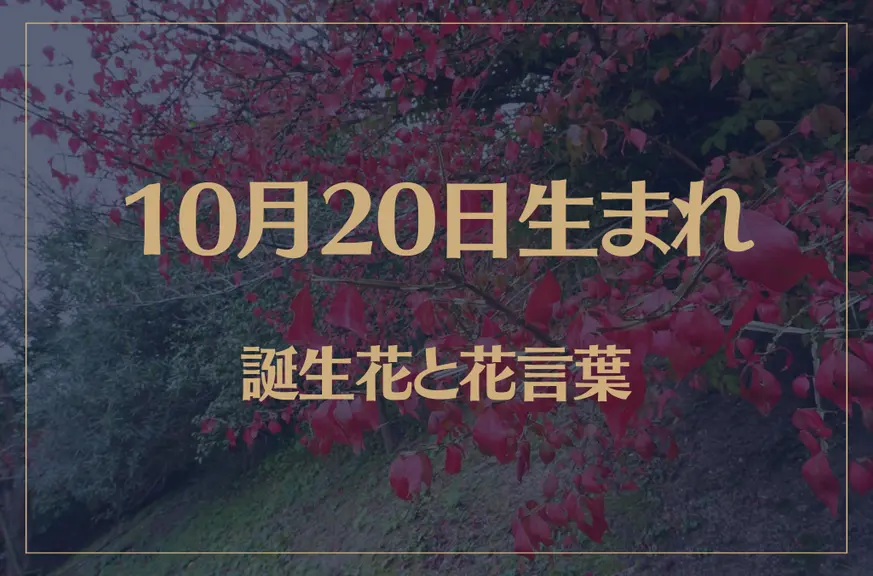 10月20日の誕生花と花言葉がコレ！性格や恋愛・仕事などの誕生日占いもご紹介！