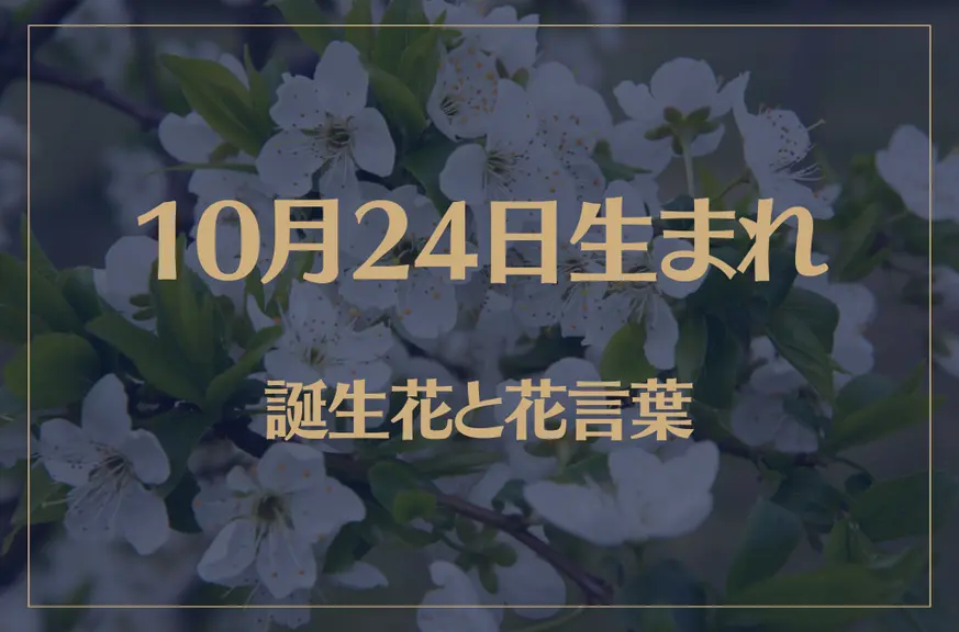 10月24日の誕生花と花言葉がコレ！性格や恋愛・仕事などの誕生日占いもご紹介！