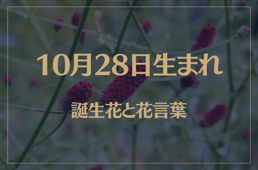 10月28日の誕生花と花言葉がコレ！性格や恋愛・仕事などの誕生日占いもご紹介！