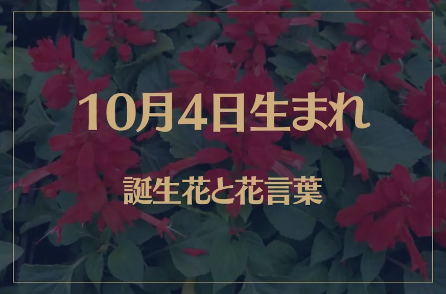 10月4日の誕生花と花言葉がコレ！性格や恋愛・仕事などの誕生日占いもご紹介！