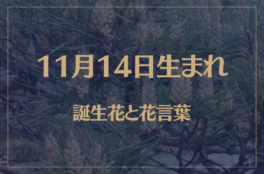 11月14日の誕生花と花言葉がコレ！性格や恋愛・仕事などの誕生日占いもご紹介！