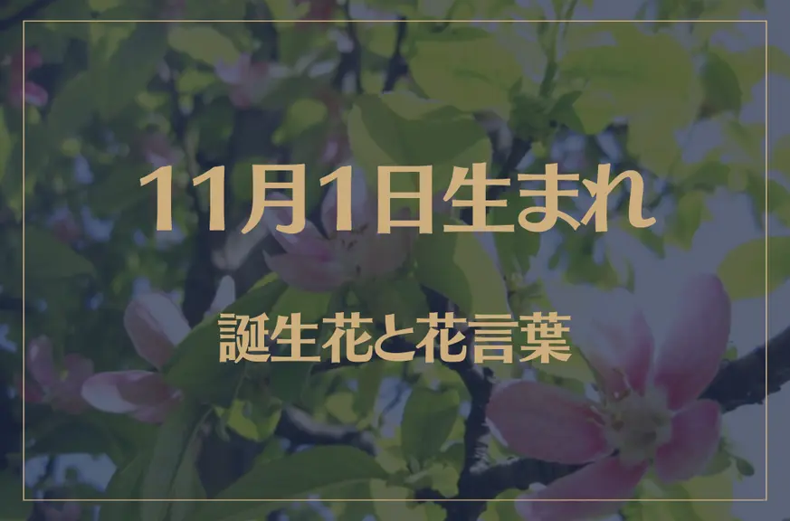 11月1日の誕生花と花言葉がコレ！性格や恋愛・仕事などの誕生日占いもご紹介！