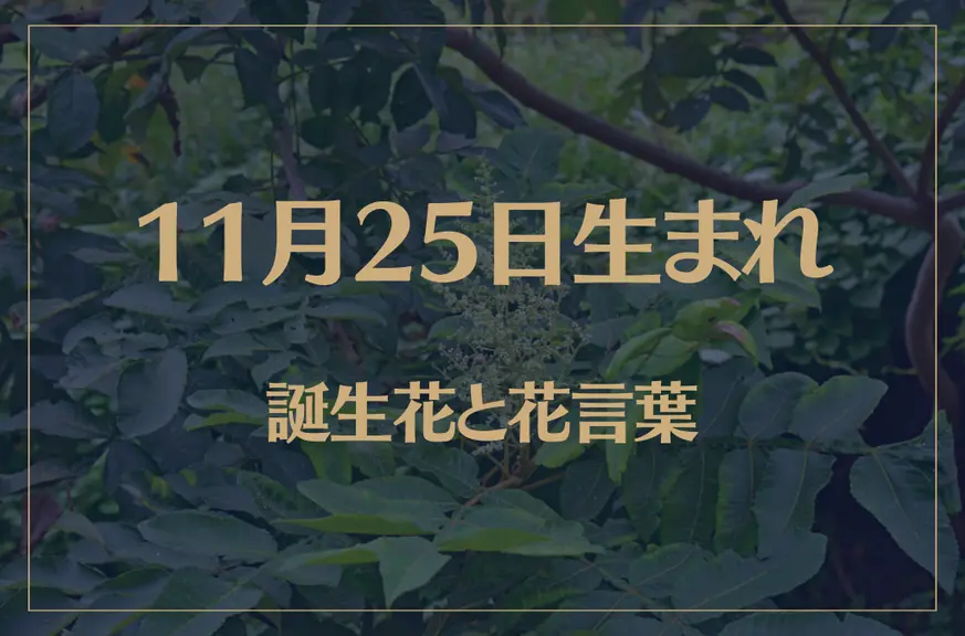 11月25日の誕生花と花言葉がコレ！性格や恋愛・仕事などの誕生日占いもご紹介！