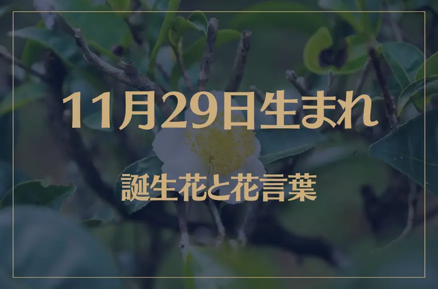 11月29日の誕生花と花言葉がコレ！性格や恋愛・仕事などの誕生日占いもご紹介！