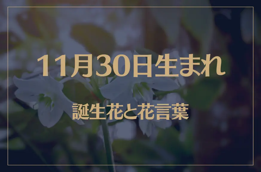 11月30日の誕生花と花言葉がコレ！性格や恋愛・仕事などの誕生日占いもご紹介！