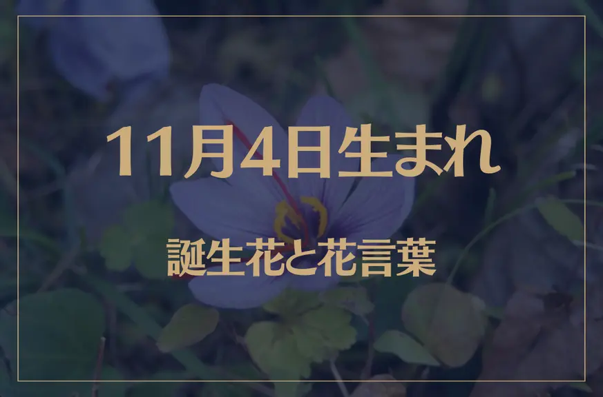 11月4日の誕生花と花言葉がコレ！性格や恋愛・仕事などの誕生日占いもご紹介！