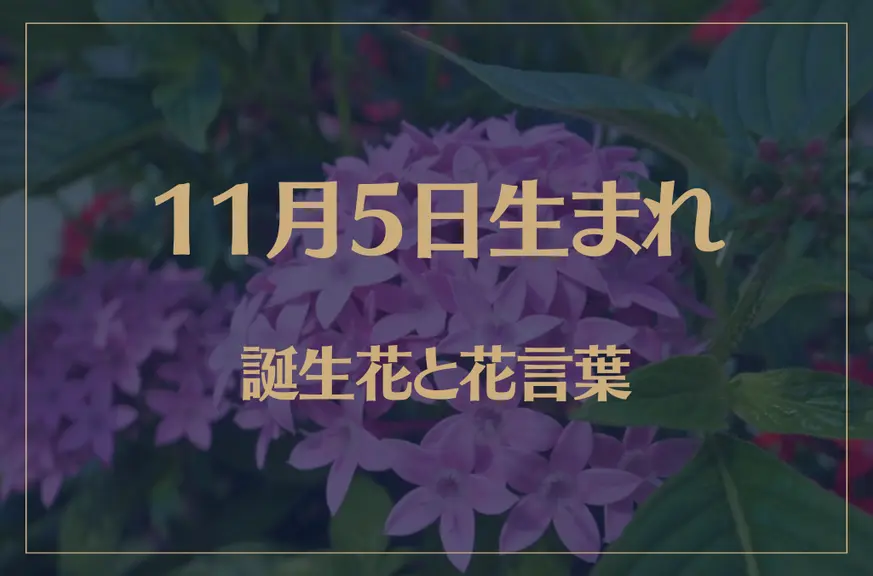 11月5日の誕生花と花言葉がコレ！性格や恋愛・仕事などの誕生日占いもご紹介！