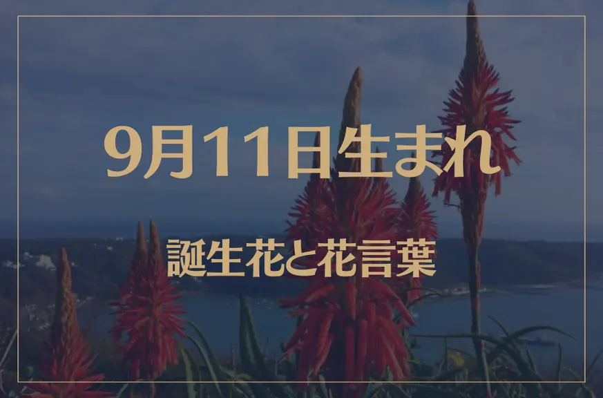 9月11日の誕生花と花言葉がコレ！性格や恋愛・仕事などの誕生日占いもご紹介！