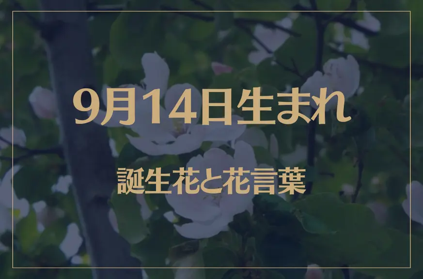 9月14日の誕生花と花言葉がコレ！性格や恋愛・仕事などの誕生日占いもご紹介！