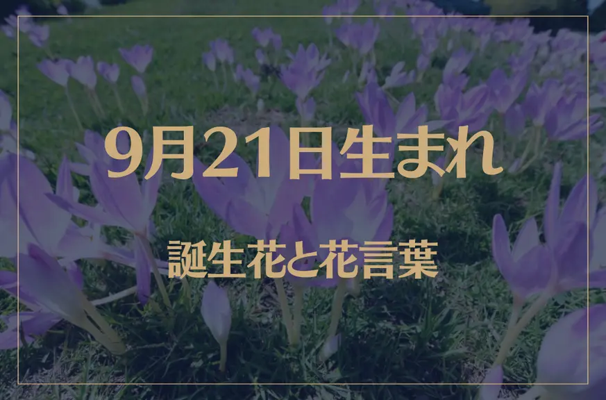 9月21日の誕生花と花言葉がコレ！性格や恋愛・仕事などの誕生日占いもご紹介！