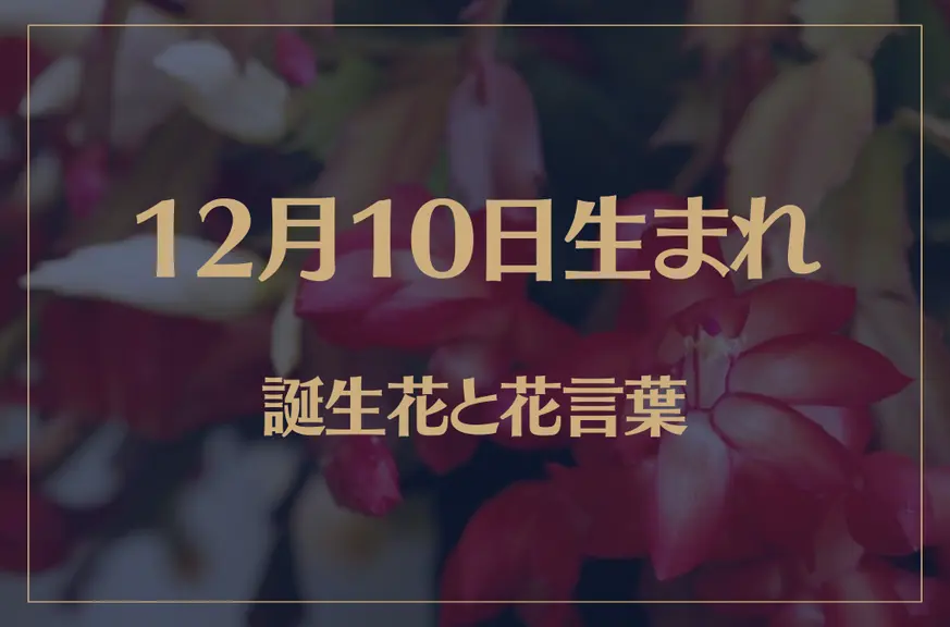 12月10日の誕生花と花言葉がコレ！性格や恋愛・仕事などの誕生日占いもご紹介！