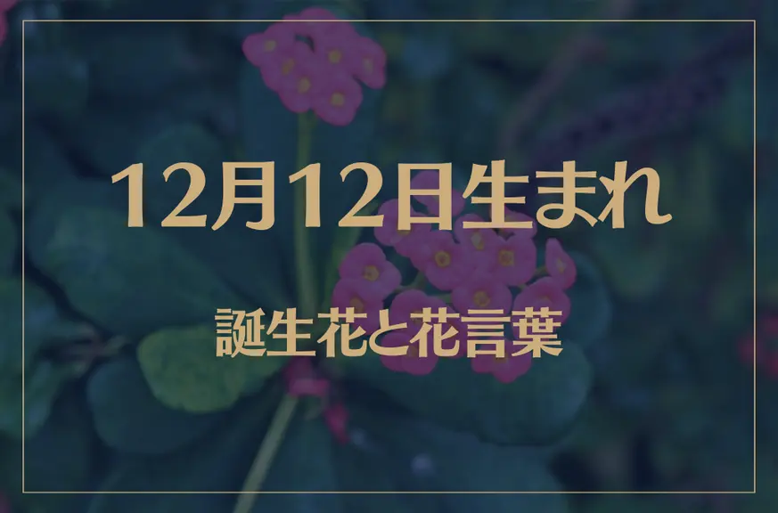 12月12日の誕生花と花言葉がコレ！性格や恋愛・仕事などの誕生日占いもご紹介！