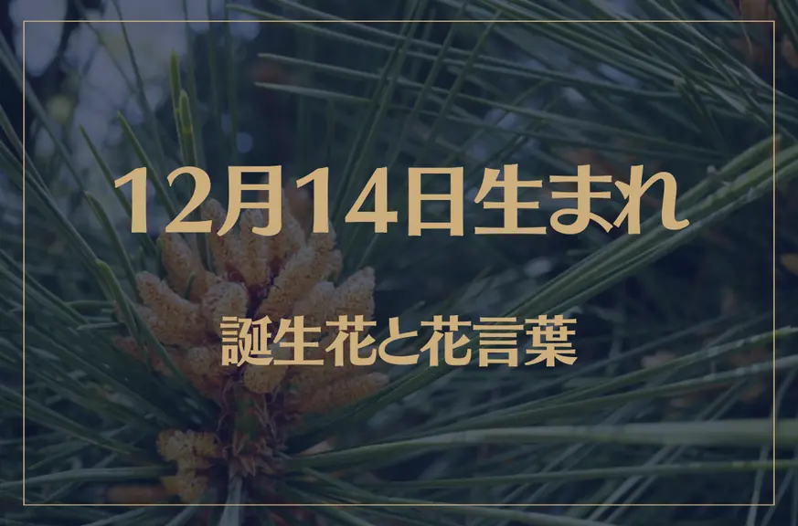 12月14日の誕生花と花言葉がコレ！性格や恋愛・仕事などの誕生日占いもご紹介！