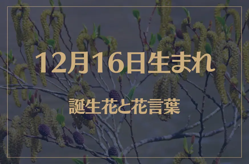 12月16日の誕生花と花言葉がコレ！性格や恋愛・仕事などの誕生日占いもご紹介！