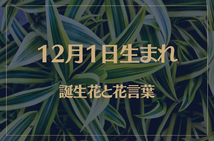 12月1日の誕生花と花言葉がコレ！性格や恋愛・仕事などの誕生日占いもご紹介！