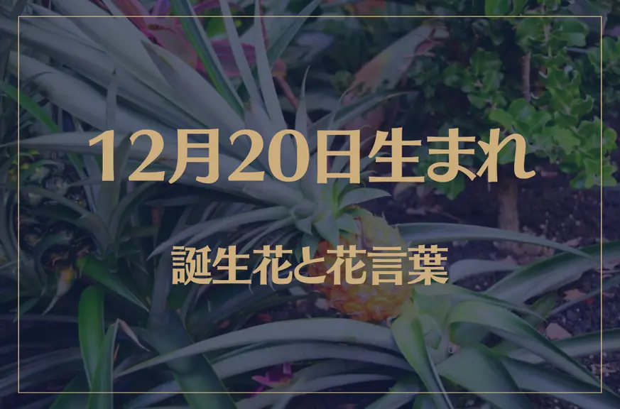 12月20日の誕生花と花言葉がコレ！性格や恋愛・仕事などの誕生日占いもご紹介！