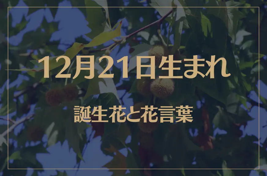 12月21日の誕生花と花言葉がコレ！性格や恋愛・仕事などの誕生日占いもご紹介！