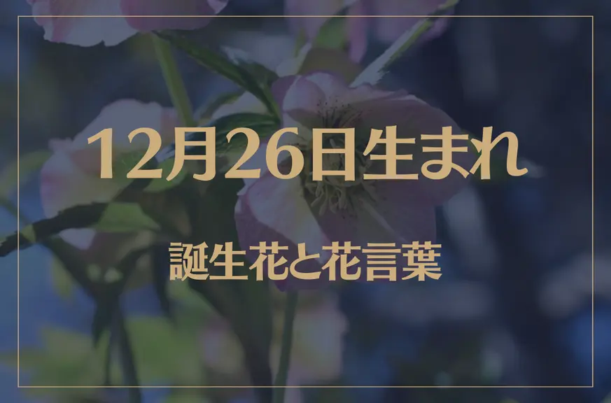 12月26日の誕生花と花言葉がコレ！性格や恋愛・仕事などの誕生日占いもご紹介！