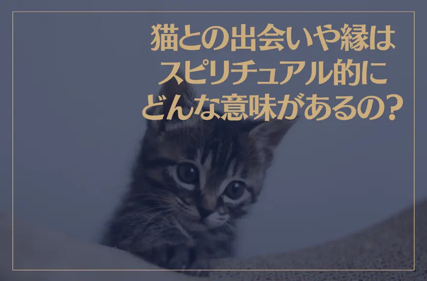 猫との出会いや縁はスピリチュアル的にどんな意味があるの？