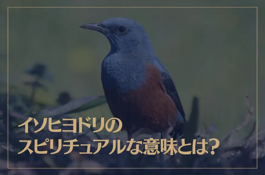 イソヒヨドリのスピリチュアルな意味とは？幸運を呼ぶ縁起が良い鳥？