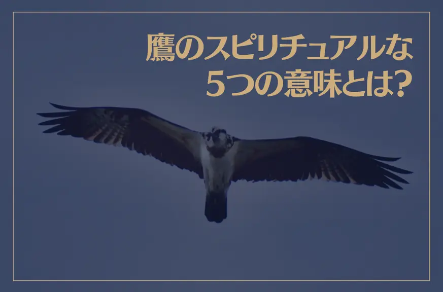 鷹のスピリチュアルな5つの意味とは？