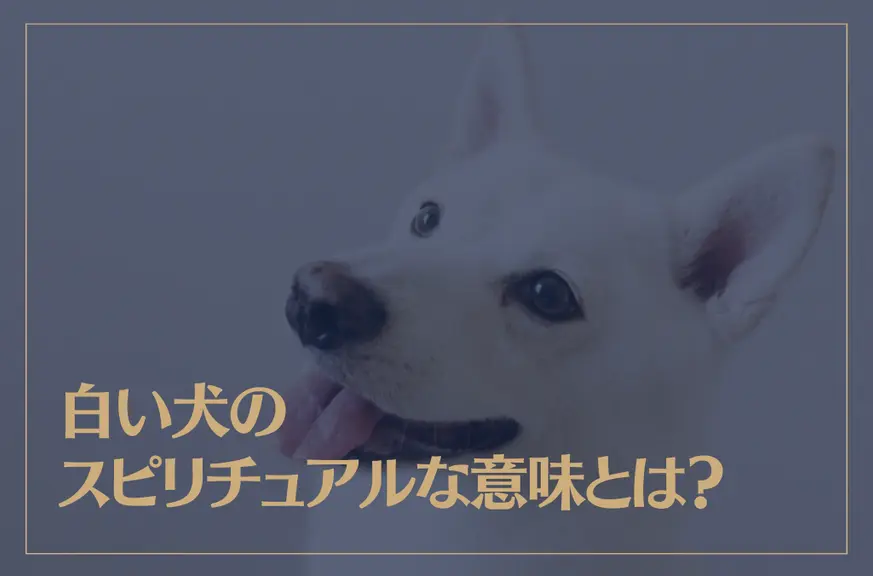 白い犬のスピリチュアルな意味とは？犬にまつわる様々な意味もご紹介！