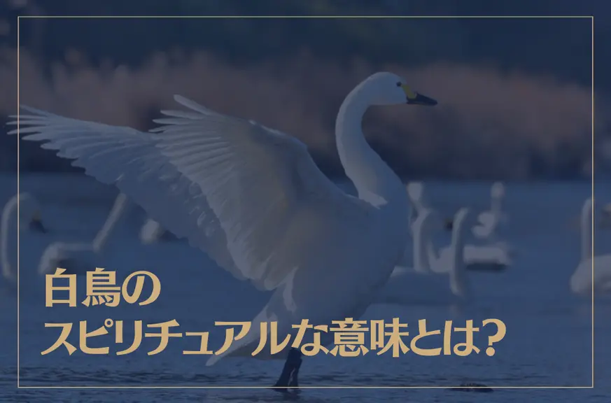 白鳥のスピリチュアルな意味とは？