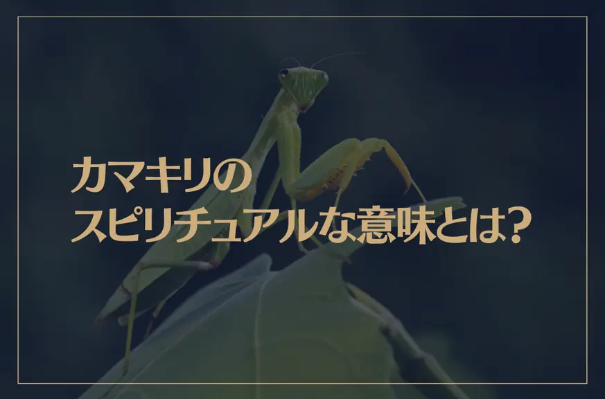 カマキリのスピリチュアルな意味とは？カマキリは縁起が良い？幸運の象徴？