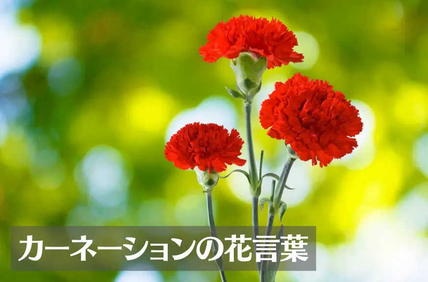 カーネーションの花言葉は怖い？色(赤・白・ピンク・緑…)、本数別、母の日の意味や由来をご紹介！