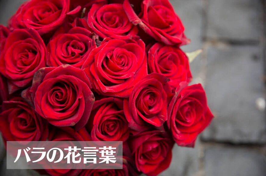 バラ(薔薇)の花言葉は怖い？色(赤・黄・紫・黒・オレンジなど)や本数別に意味をご紹介！