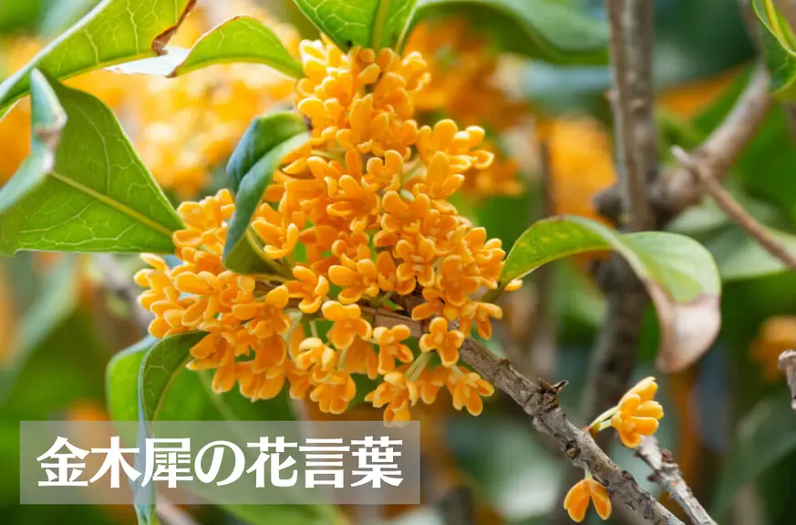 金木犀(キンモクセイ)の花言葉は怖い？意味や由来、銀木犀についてもご紹介！