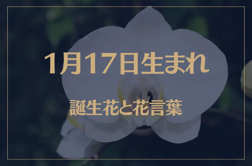 1月17日の誕生花と花言葉がコレ！性格や恋愛・仕事などの誕生日占いもご紹介！