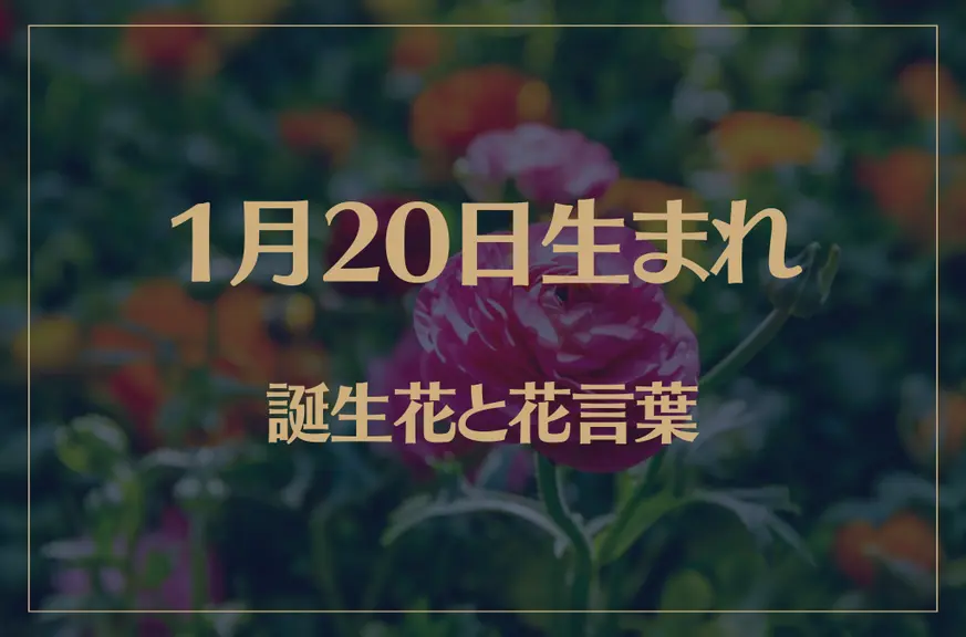 1月20日の誕生花と花言葉がコレ！性格や恋愛・仕事などの誕生日占いもご紹介！