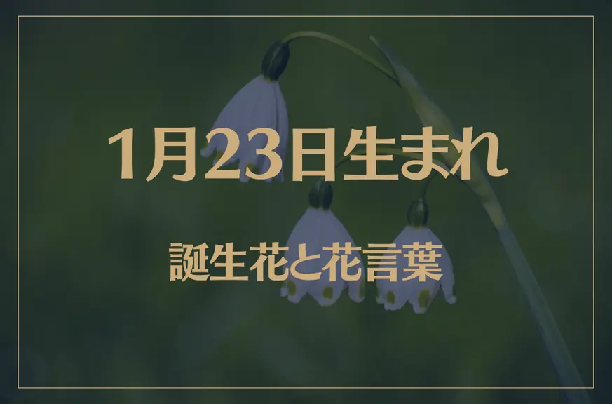 1月23日の誕生花と花言葉がコレ！性格や恋愛・仕事などの誕生日占いもご紹介！