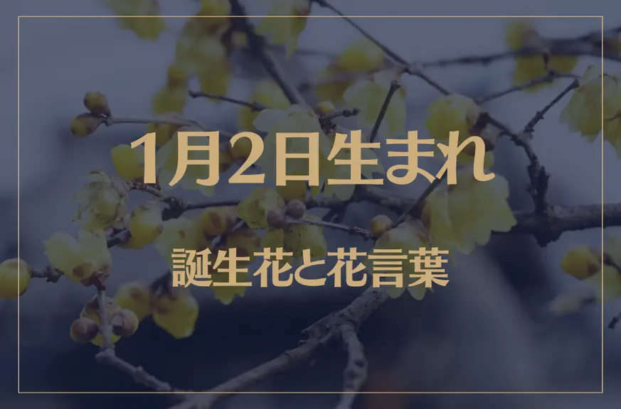 1月2日の誕生花と花言葉がコレ！性格や恋愛・仕事などの誕生日占いもご紹介！