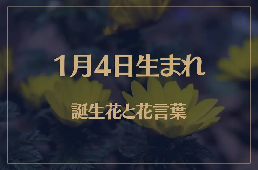 1月4日の誕生花と花言葉がコレ！性格や恋愛・仕事などの誕生日占いもご紹介！