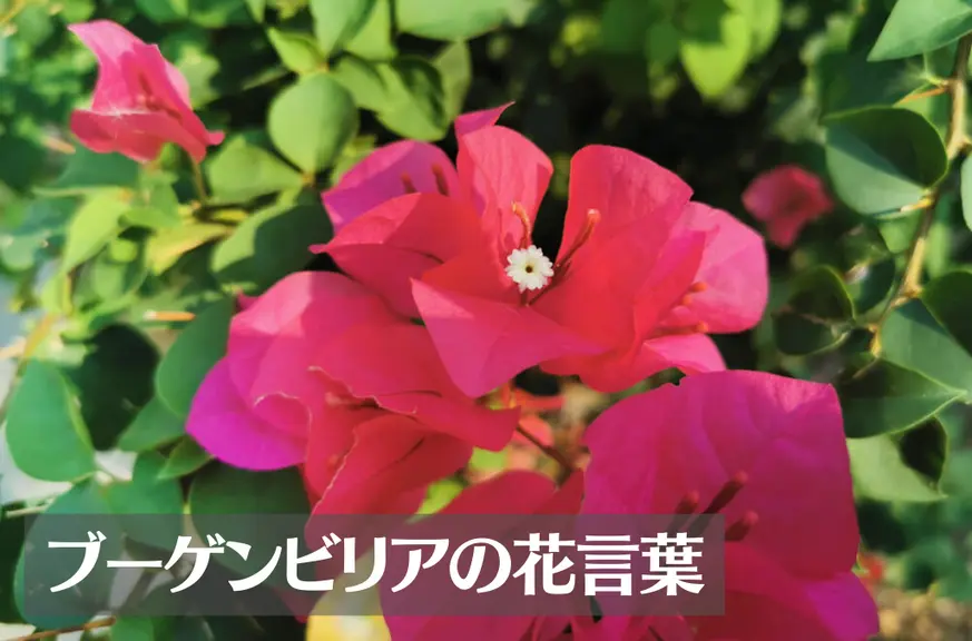 ブーゲンビリアの花言葉は怖い？意味や由来、色別(赤・ピンク・白)、英語名の花言葉もご紹介！