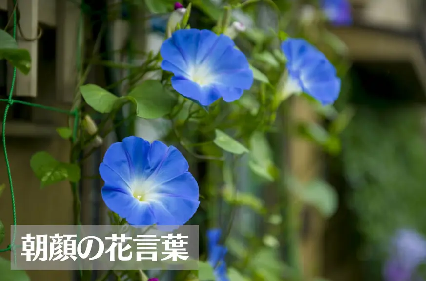 朝顔(アサガオ)の花言葉は怖い？意味や由来、色別(白・青・紫・ピンク・赤)の花言葉、種類などご紹介！