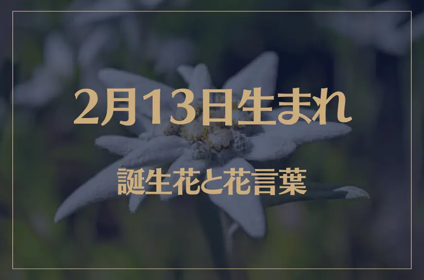 2月13日の誕生花と花言葉がコレ！性格や恋愛・仕事などの誕生日占いもご紹介！