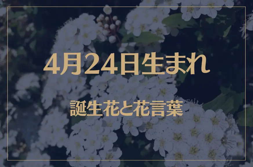 4月24日の誕生花と花言葉がコレ！性格や恋愛・仕事などの誕生日占いもご紹介！