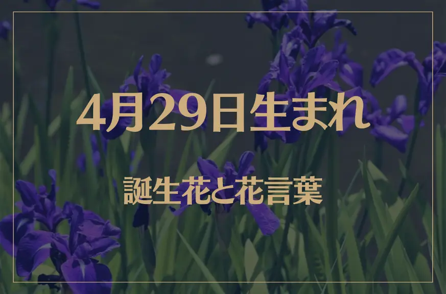 4月29日の誕生花と花言葉がコレ！性格や恋愛・仕事などの誕生日占いもご紹介！