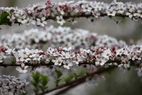 ユキヤナギ(雪柳)の種類