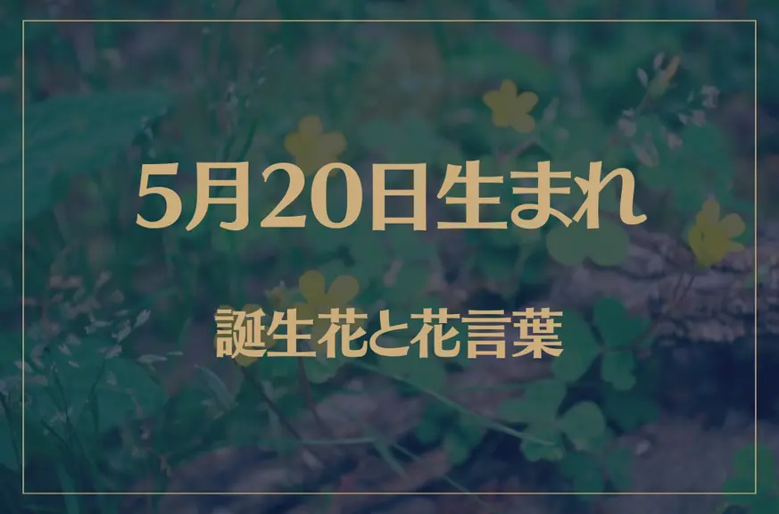 5月20日の誕生花と花言葉がコレ！性格や恋愛・仕事などの誕生日占いもご紹介！