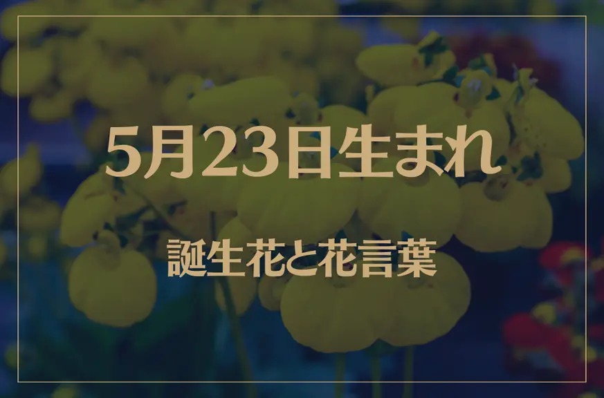 5月23日の誕生花と花言葉がコレ！性格や恋愛・仕事などの誕生日占いもご紹介！