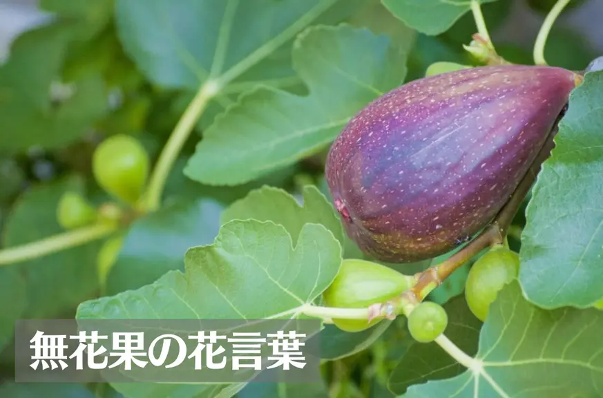 イチジク(無花果)の花言葉は怖い？意味や由来、種類、英語名などをご紹介！